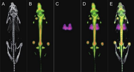 Toward richer in vivo imaging data – a sequential protocol for trimodal PET/CT/SPECT imaging